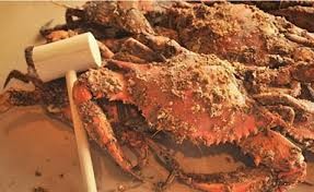 crabs flier